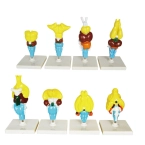 Ewolucja mózgu kręgowców - 8 modeli anatomicznych